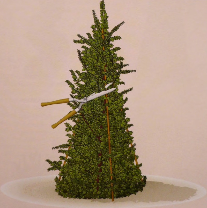 Фигурная стрижка дерева - формирование конуса