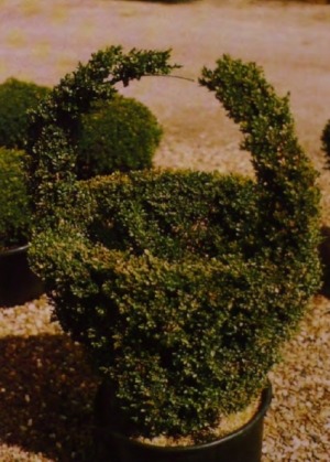 Фигурная стрижка растений - стационарный шаблон корзина