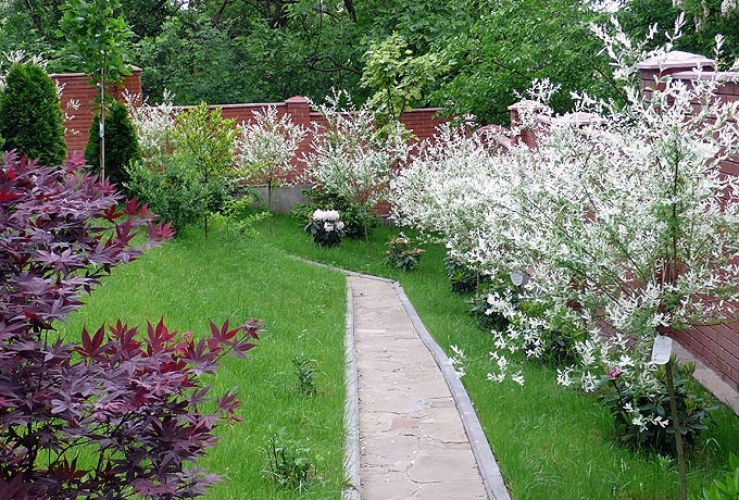 Ива Hakuro-nishiki Топ модели деревьев для сада