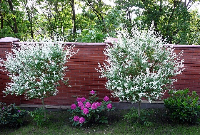 Ива Hakuro-nishiki Топ модели деревьев для сада