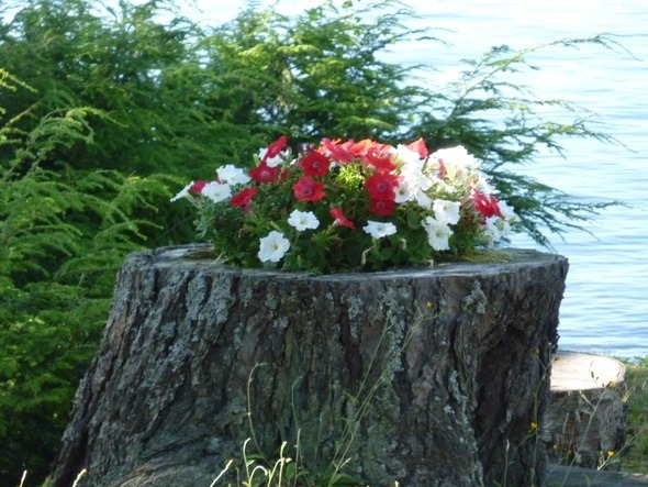 Клумба из пня или красивый пень на каждый день