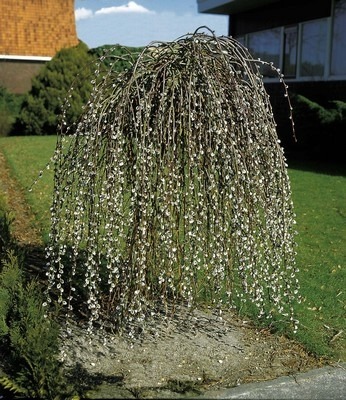 Топ модели деревьев для сада