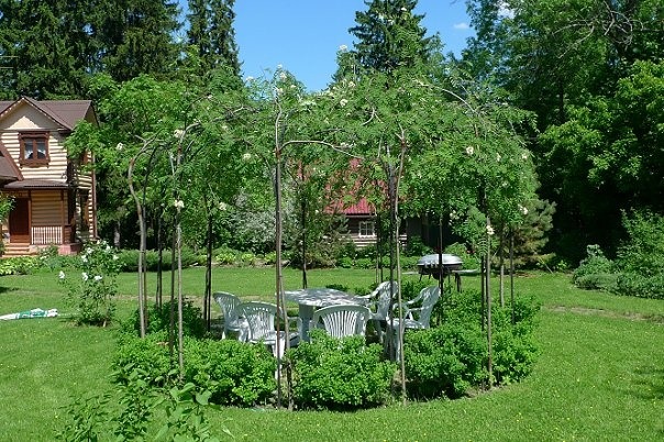 Топ модели деревьев для сада