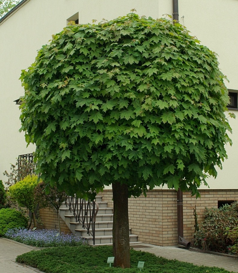Клен остролистный (Acer platanoides Globosum) Топ модели деревьев для сада