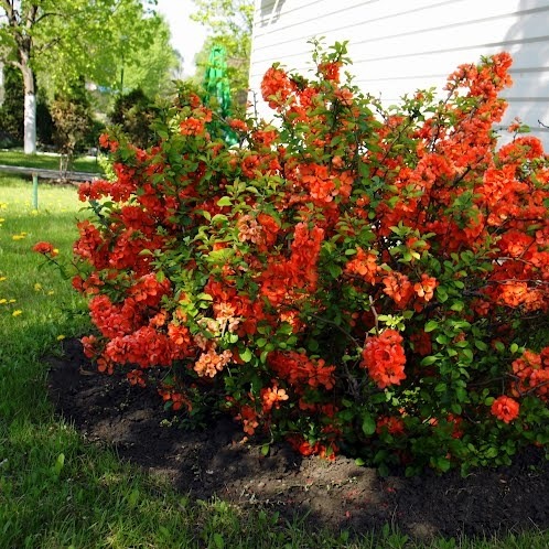 Хеномелес (японская айва) Топ модели деревьев для сада