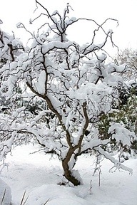 Красота зимнего сада - деревья и кустарники