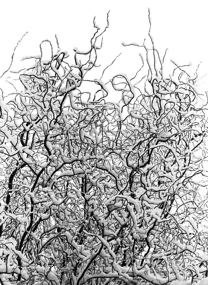 Красота зимнего сада - деревья и кустарники
