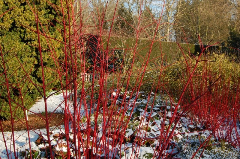 Красота зимнего сада - деревья и кустарники