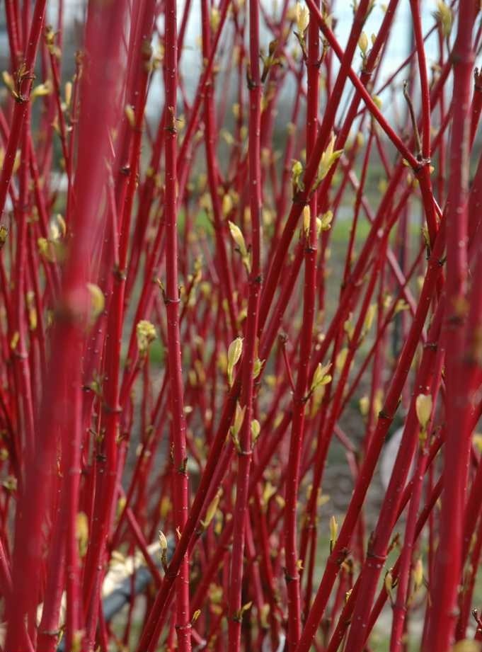 Красота зимнего сада - деревья и кустарники