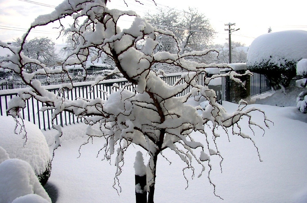 Красота зимнего сада - деревья и кустарники