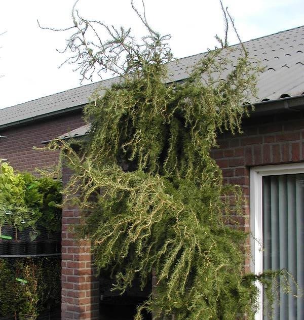 Красота зимнего сада - деревья и кустарники