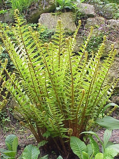 Щитовник мужской (Dryopteris filix-mas) Щитовник мужской (Dryopteris filix-mas)