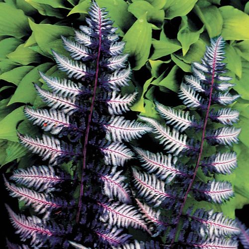 Кочедыжник (Athyrium) Кочедыжник (Athyrium)