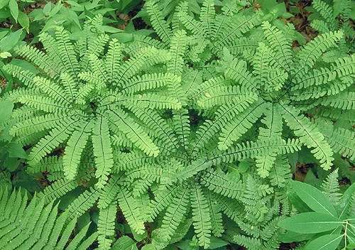 Адиантум стоповидный (Adiantum pedatum) Адиантум стоповидный (Adiantum pedatum)