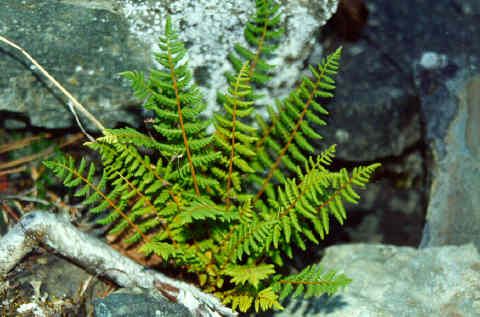 Вудсия (Woodsia) Вудсия (Woodsia)