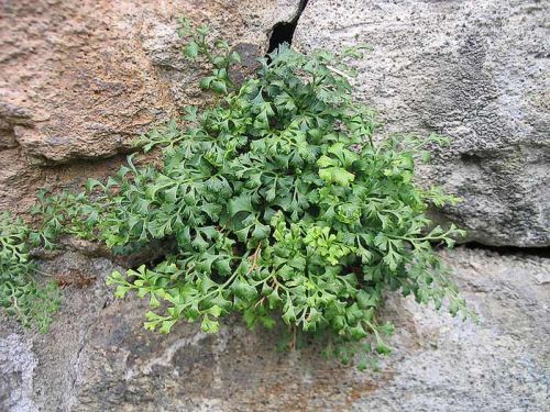 Костенец (Asplenium) Костенец (Asplenium)