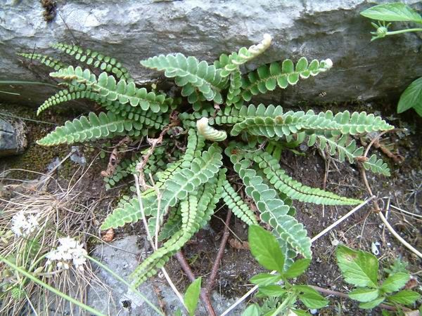 Скребница или цетерах аптечный (Ceterach officinarum) Скребница или цетерах аптечный (Ceterach officinarum)