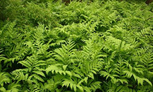 Оноклея чувствительная (Onoclea sensibilis) Оноклея чувствительная (Onoclea sensibilis)